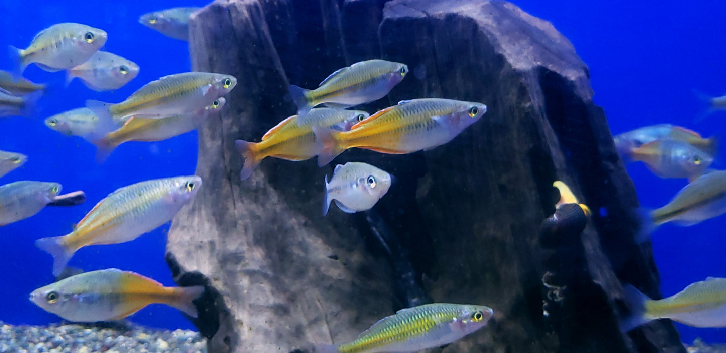 (TROP-138) U069 (2 fish pack)Bosemani Rainbowfish (Melanotaenia boesemani) 1.50-2.00 inch