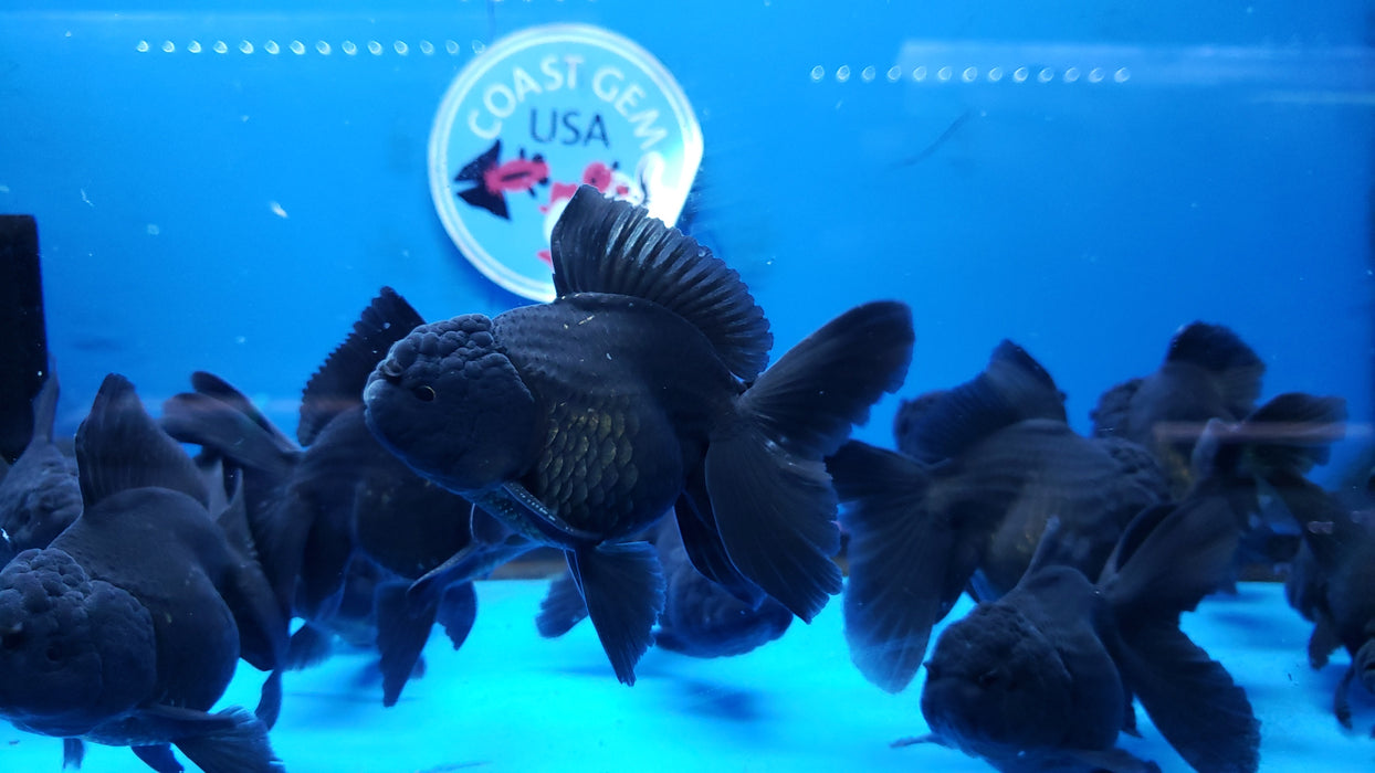 Live Fancy Goldfish Premium Select Our Choice Short Body SMALL BREED Black Thai Oranda GROW UP TO 2.5-3.5'' BODY (CGF-027)