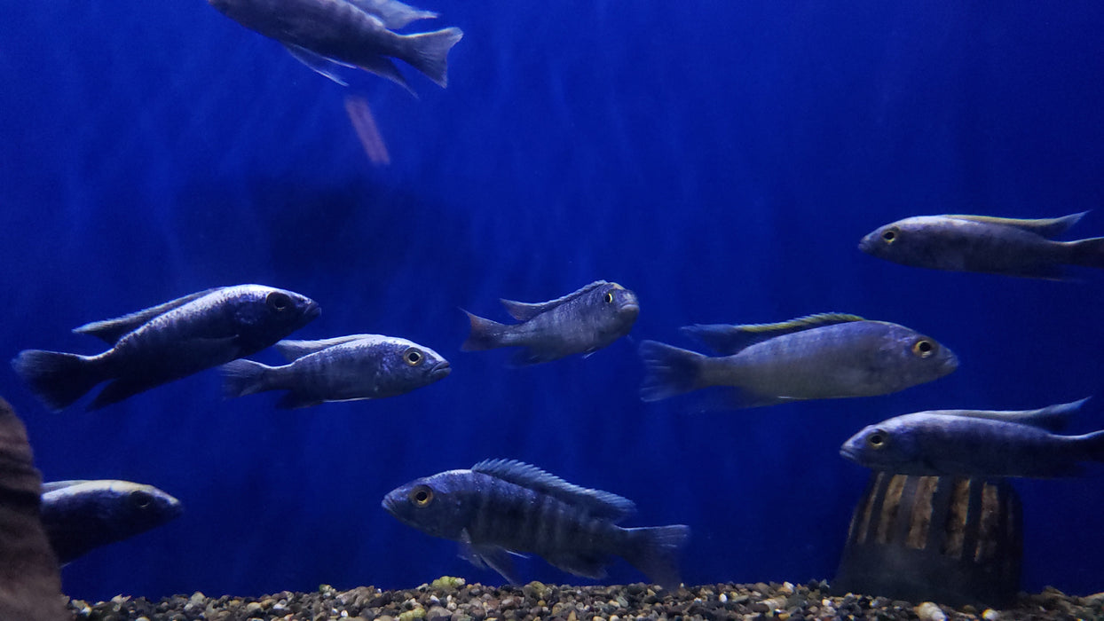 Live Fish African Cichlid Electric Blue Hap (Sciaenochromis Ahli)(CHD-024)U010