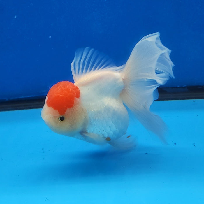 Live Fancy Goldfish Premium Select Our Choice Short Body SMALL BREED White Red Cap Thai Oranda GROW UP TO 2.5-3.5'' BODY(CGF-032)