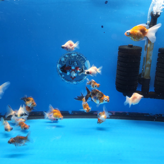 Live Fancy Goldfish Premium Select Our Choice Calico Demekin 1.50 inch Body(CGF-117-2'')