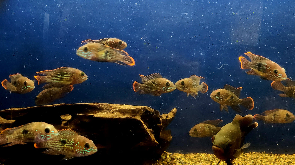 Live Freshwater Aquarium Green Terror American Cichlid (Aequidens Rivulatus)(CHD-007)U1--