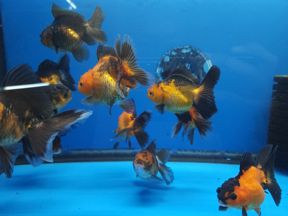Live Fancy Goldfish Premium Select  Our Choice MEDIUM SIZE BREED Apache Thai Oranda GROW UP TO 4-4.5'' BODY(CGF-050)