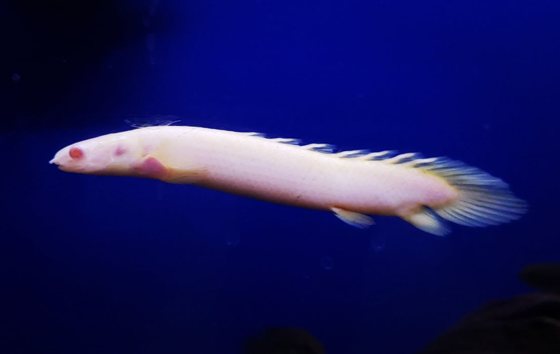 (TROP-316)Albino Bichir 4.00-5.00 inch (Polypterus senegalus)