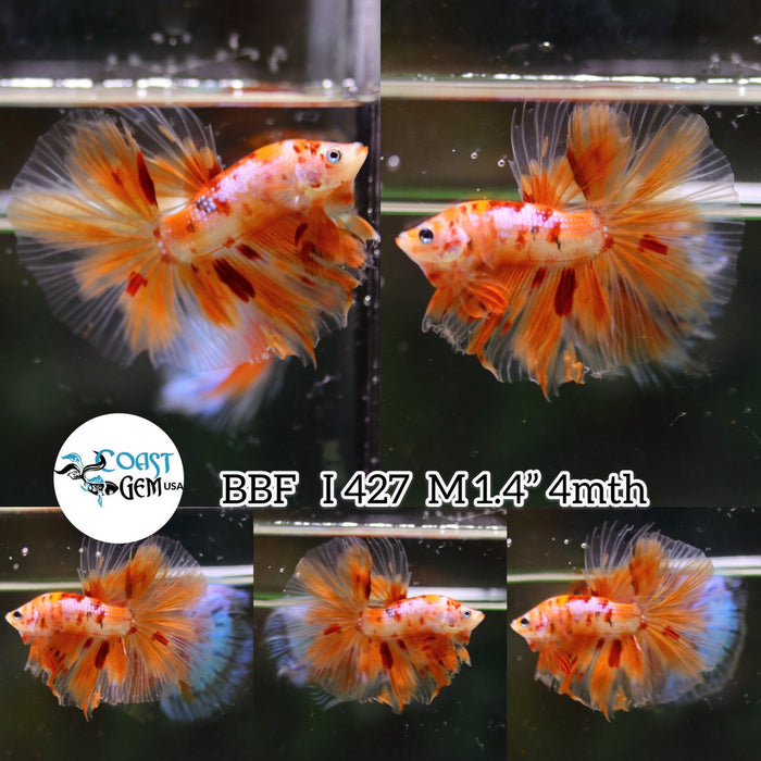 (BBF-A427) Nemo Classic Halfmoon Male Betta