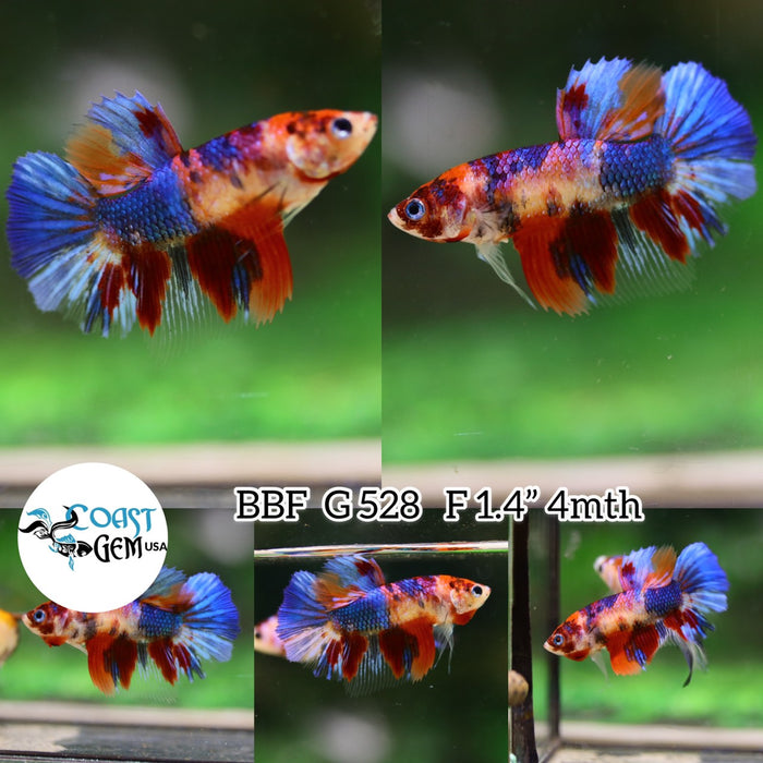 (BBF-A528) Nemo Galaxy Halfmoon Female Betta