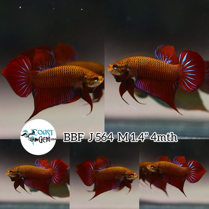 (BBF-A564) Red Splendens Spade Tail Wild Male Betta