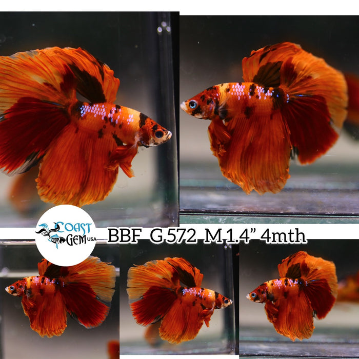 (BBF-A572) Nemo Galaxy Halfmoon Male Betta