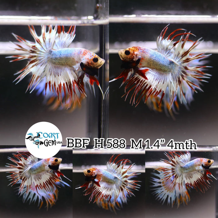 (BBF-A588) Copper Marble Fancy Crown Tail Male Betta
