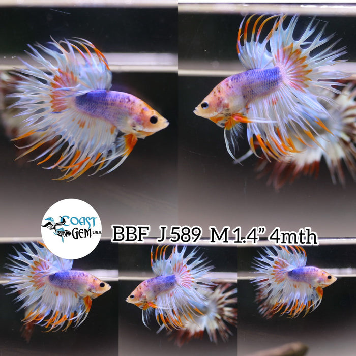 (BBF-A589) Marble Fancy Crown Tail Male Betta