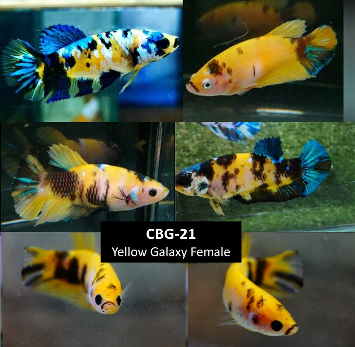 Live Freshwater Fancy Betta Female (CBG-021)Yellow Koi/Galaxy Sorority Mix Plakat 1 of $15, 5 for $60