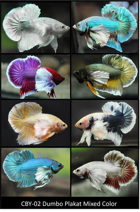 Live Freshwater Fancy Mixed Color Dumbo Plakat Male Betta(CBM-002-PK) Our Choice