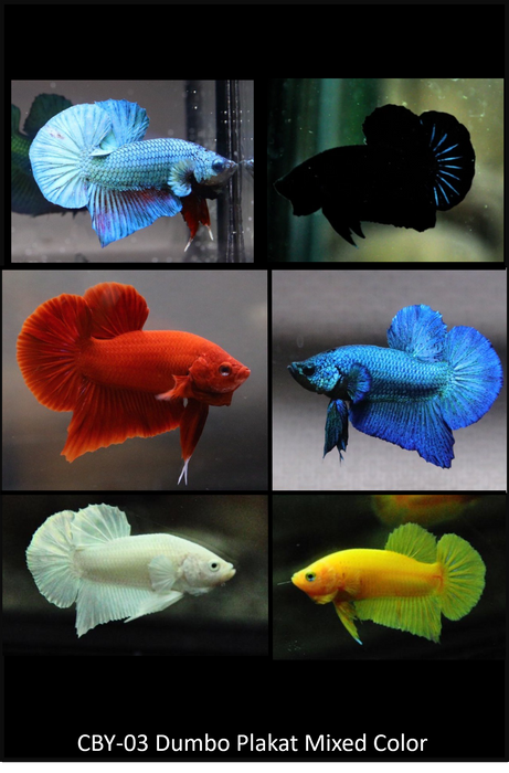 Live Freshwater Betta Plakat Male High Quality Mixed Solid Colors(CBM-003) Our Choice