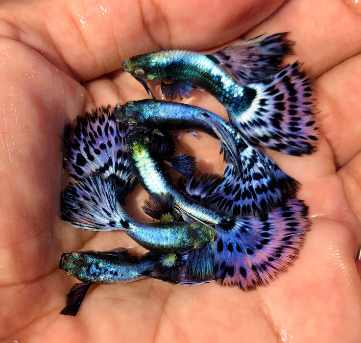 (CGP-021) Live Fancy Guppy Fish Premium Quality Big Ear Purple Mosaic XL R5B9M R5B10F