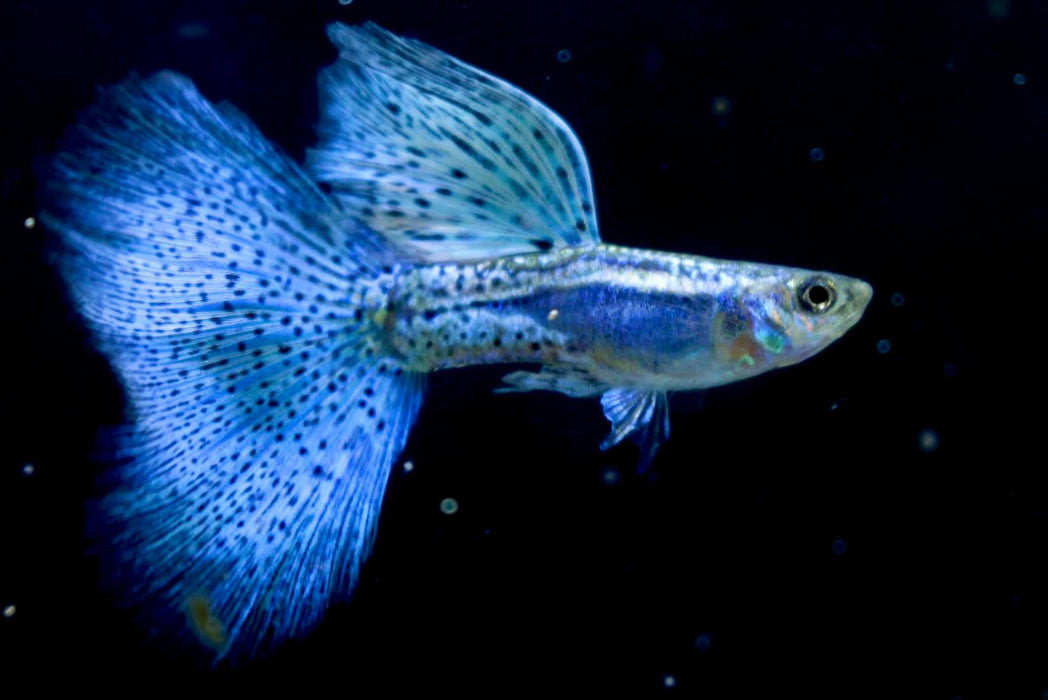 (CGP-024) Live Fancy Guppy Fish Premium Quality Blue Grass High Dorsal R5C9M R5C10F