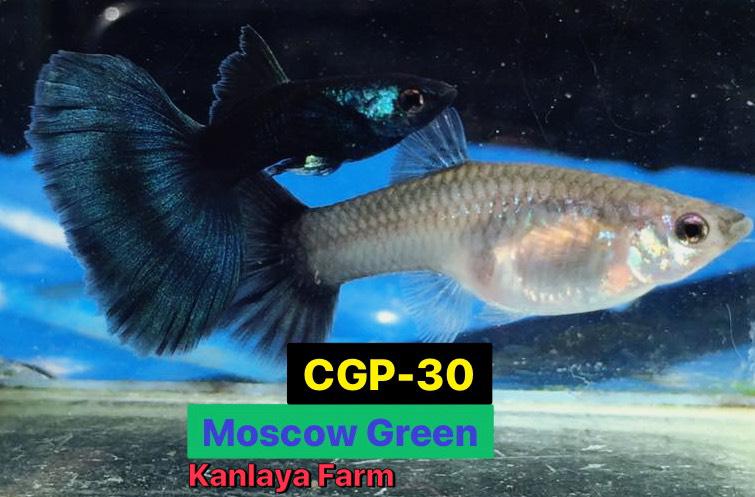 (CGP-030) Live Fancy Guppy Fish Premium Quality Moscow Green R5B3M R5B4F