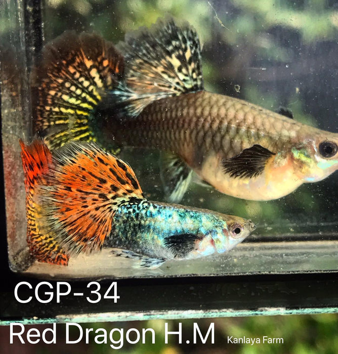 (CGP-034) Live Fancy Guppy Fish Premium Quality Red Dragon High Dorsal XL Size R4A10MF
