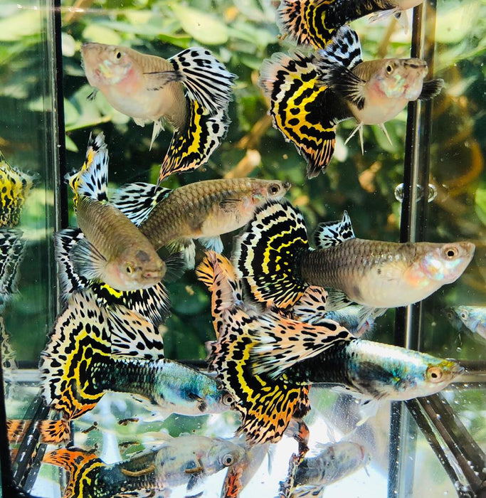 (CGP-035) Live Fancy Guppy Fish Premium Quality Tiger Halfmoon Mosaic XL Size R5A6MF