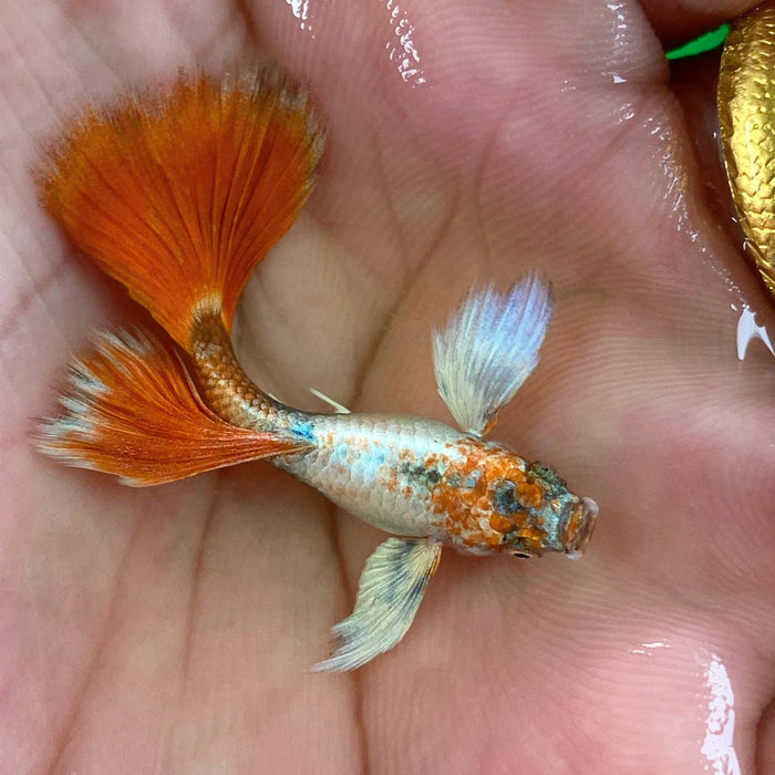 (CGP-046) Live Fancy Guppy Fish Premium Quality Santa Big Ear R4A4MF