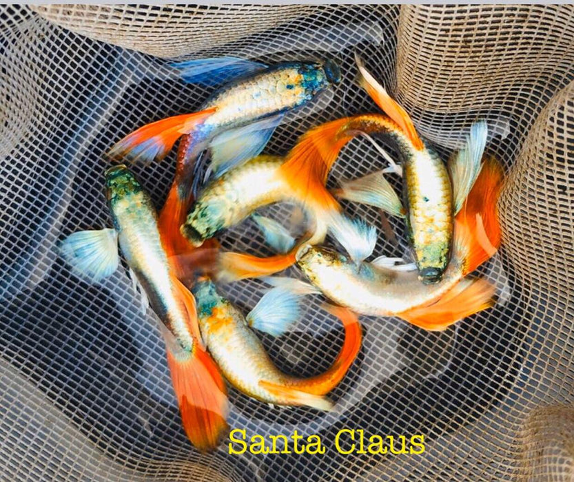 (CGP-046) Live Fancy Guppy Fish Premium Quality Santa Big Ear R4A4MF