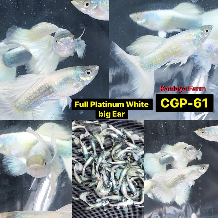 (CGP-058) Live Fancy Guppy Fish Premium Quality Platinum White XL Size R5A5MF
