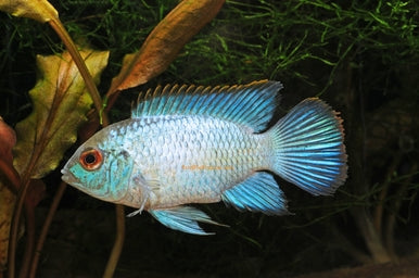 Live Tropical Freshwater Fish Electric Blue Acara 2.5" (CHD-047)3/Set U001