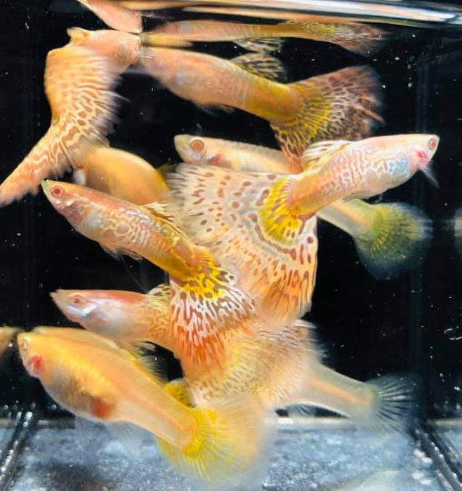 (CGP-063) Live Fancy Guppy Fish Premium Quality Albino King Cobra/Albino Snake Skin R4A8MF