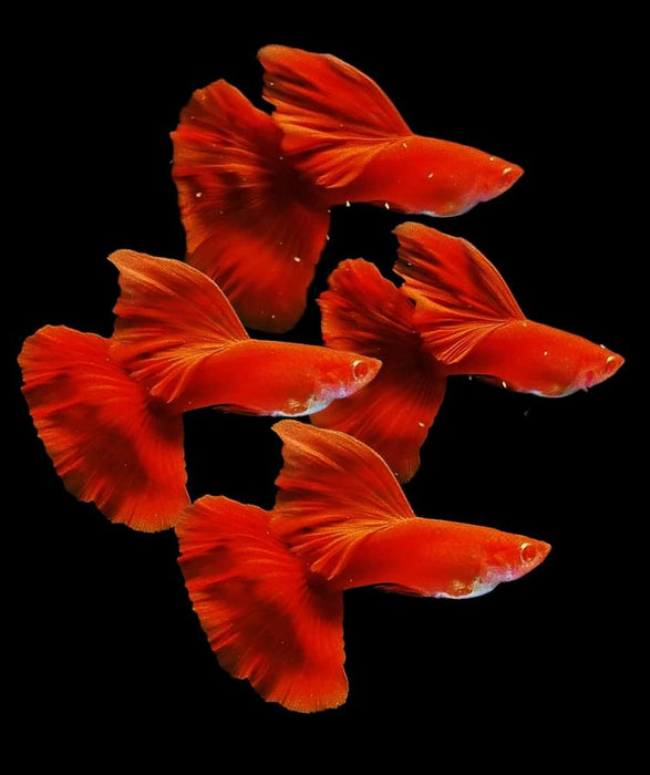 (CGP-001) Live Fancy Guppy Fish Premium Quality Albino High Dorsal Full Red R5511M R5B12F