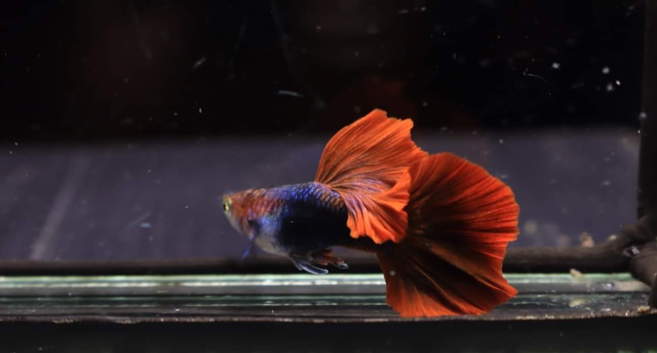 (CGP-031) Live Fancy Guppy Fish Premium Quality Half Black Red Rose R5A10MF