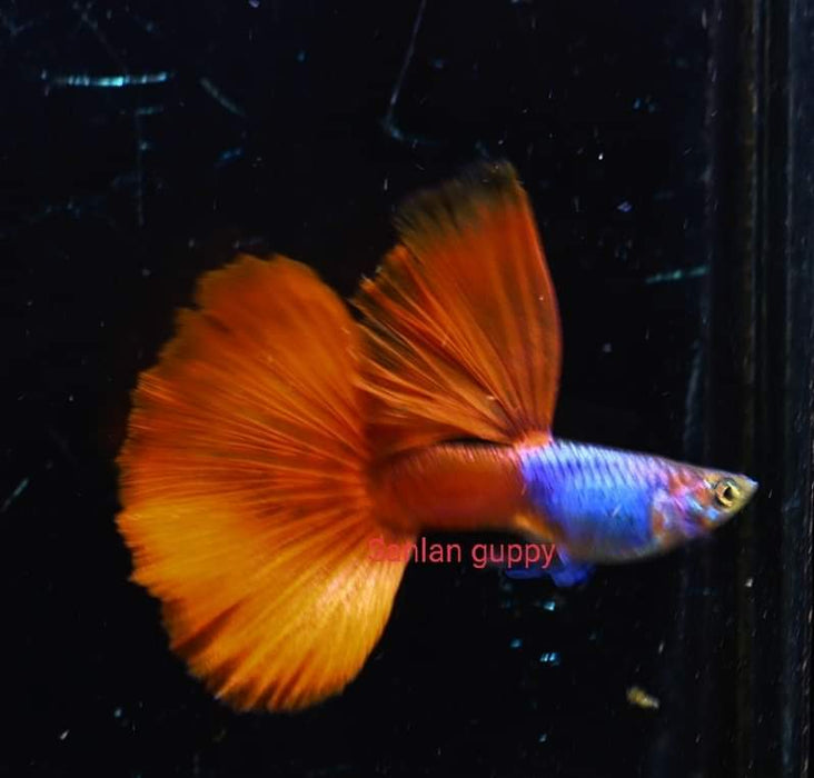 (CGP-103) Live Fancy Guppy Fish Premium Quality Blue Lazuri  Red Tail High Dorsal R4C1MF