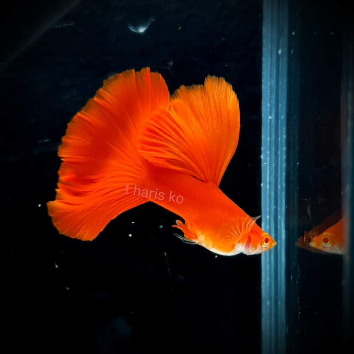 (CGP-001) Live Fancy Guppy Fish Premium Quality Albino High Dorsal Full Red R5511M R5B12F
