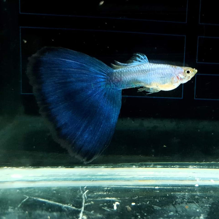(CGP-025) Live Fancy Guppy Fish Premium Quality High Dorsal Black Body Blue Tail R4A5MF