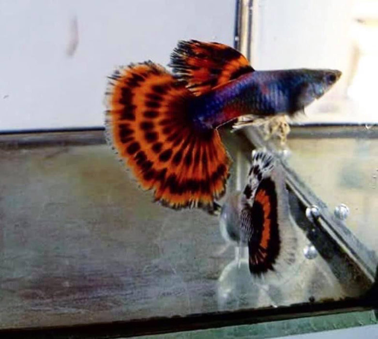 (CGP-076) Live Fancy Guppy Fish Premium Quality Red Tiger Mosaic XL Breed R4A1MF