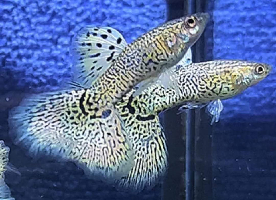 (CGP-098) Live Fancy Guppy Fish Premium Quality Yellow King Cobra R4A6MF