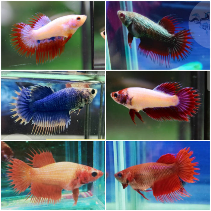Live Fresh Water Female Betta Spider Crowntail Mix Color Group (CBG-019)