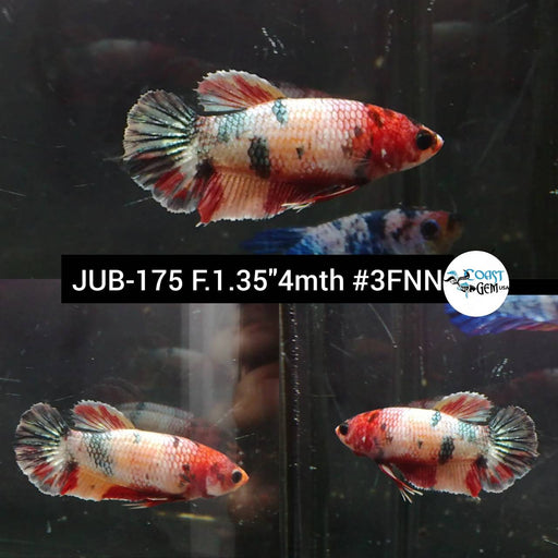 Betta Female Plakat Fancy Nemo (JUB-175) What you see is what you get!