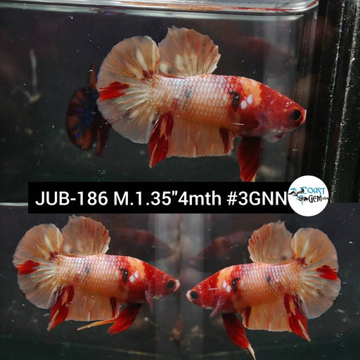 Betta Male High Grade Plakat Fancy Nemo Dragon Gold (JUB-186) What you see is what you get!
