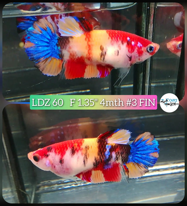 X Betta Female Plakat High Grade Candy Fancy Marble (LDZ-60) What you see is what you get