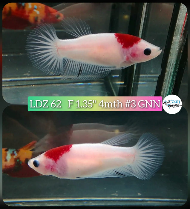 Betta Female Plakat High Grade Platinum Tancho (LDZ-62) What you see is what you get