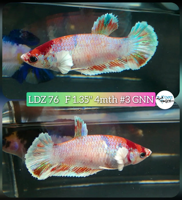 Betta Female Plakat High Grade Candy Fancy Marble (LDZ-76) What you see is what you get