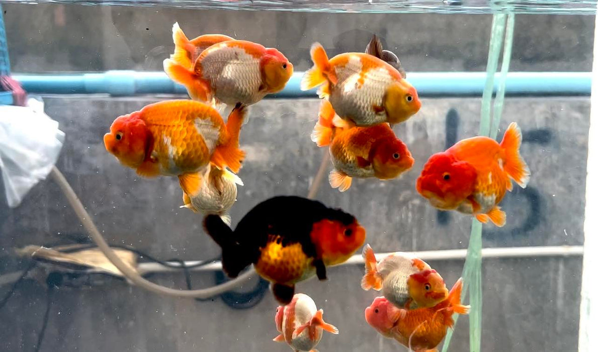 Live Fancy Goldfish Premium Select Our Choice Red/White Mid Size Ranchu Smooth Curve 2.50'' inch Body(CGF-084A-2.5/3'')