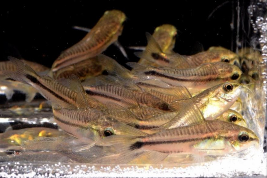 Live Freshwater Aquarium Bottom feeder Catfish Pygmy Cory (Corydoras pygmaeus)(TROP-199)U036