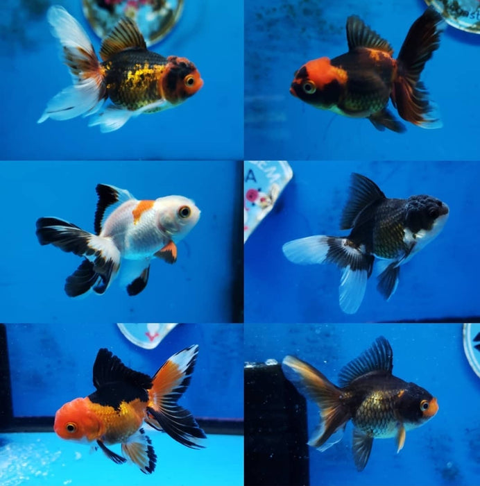 Live Fancy Goldfish Premium Select  Our Choice Thai Premium Select Oranda 2'' Body(CGF-051-2")