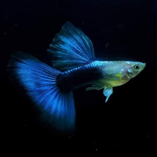 (CGP-025) Live Fancy Guppy Fish Premium Quality High Dorsal Black Body Blue Tail R4A5MF