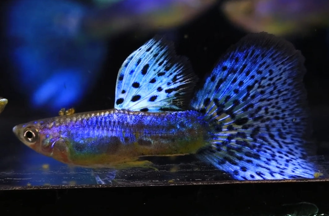 (CGP-105) Live Fancy Guppy Fish Premium Quality Lazuri Blue Grass R4A9MF