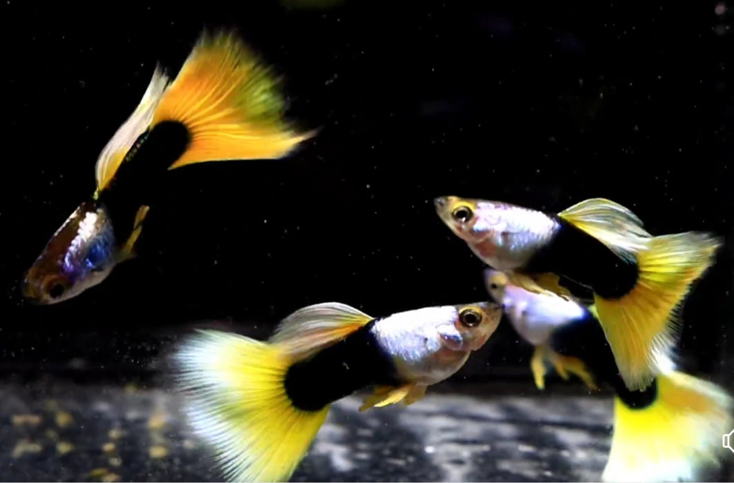 (CGP-101) Live Fancy Guppy Fish Premium Quality Silverado Yellow Tuxedo R5A11MF