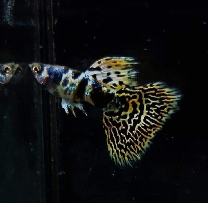 (CGP-067) Live Fancy Guppy Fish Premium Quality Yellow Tiger King Cobra R4A2MF