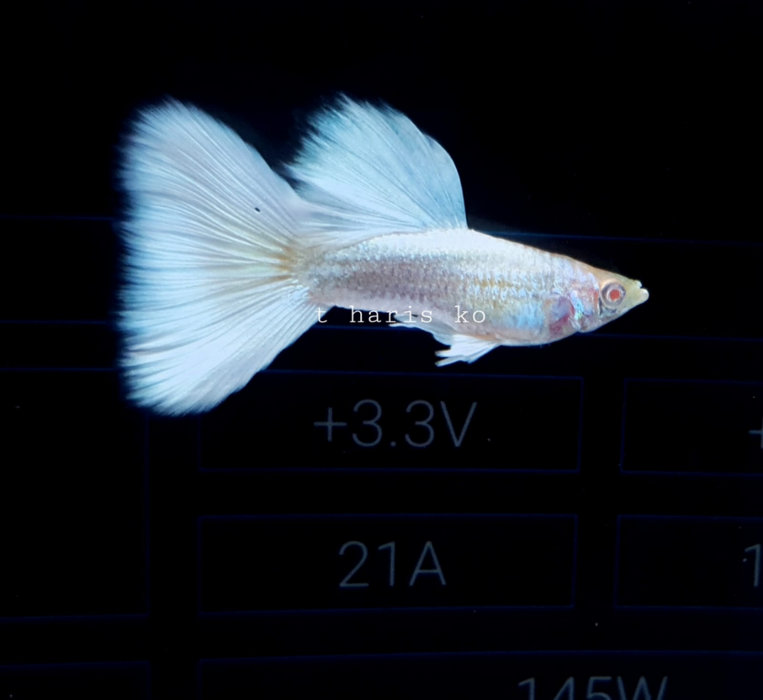 (CGP-002) Live Fancy Guppy Fish Premium Quality Albino Full White Platinum R5A14MF