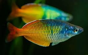 (TROP-138) U069 (2 fish pack)Bosemani Rainbowfish (Melanotaenia boesemani) 1.50-2.00 inch