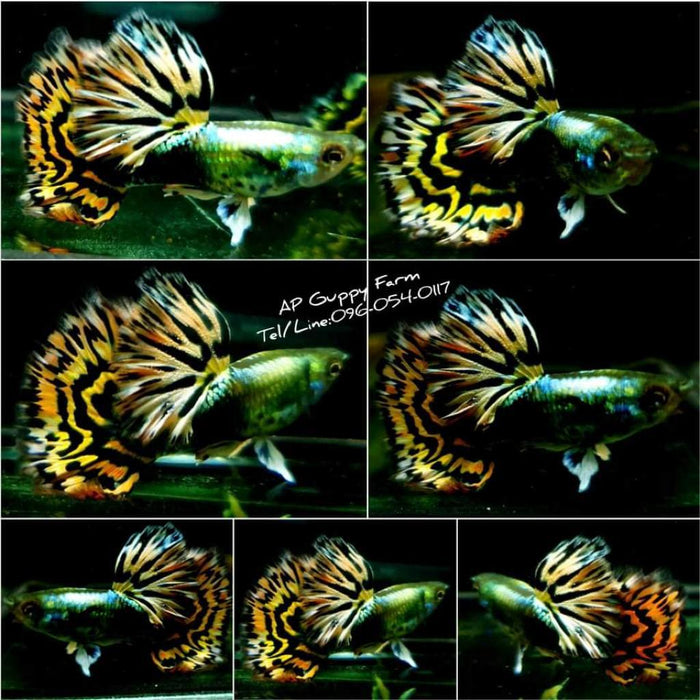 (CGP-035) Live Fancy Guppy Fish Premium Quality Tiger Halfmoon Mosaic XL Size R5A6MF